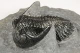 2.6" Detailed Hollardops Trilobite - Nice Eye Facets - #202960-3